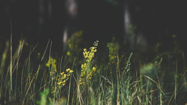 flowers-7790227_1920.jpg