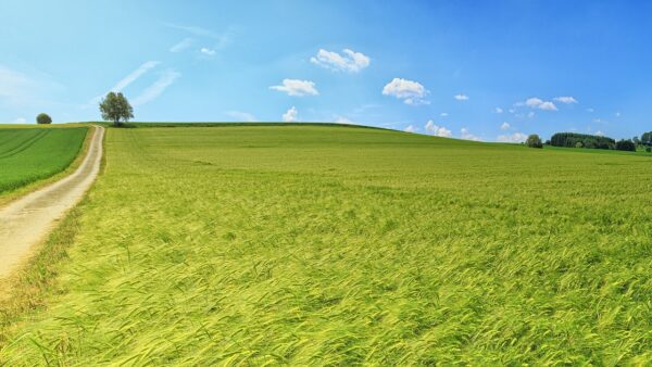 field-3629120_1920.jpg