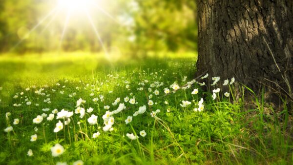 flowers-276014_1920.jpg