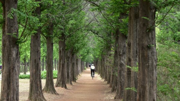 metasequoia-2808540_1920.jpg