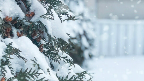 측백나무-1.jpg