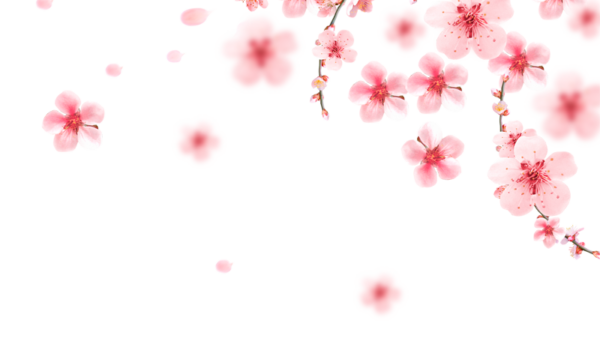 봄벛꽃-1.png