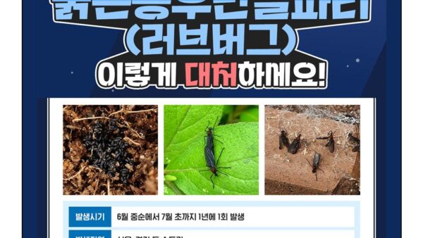 붉은등우단털파리러브버그-관리인001.jpg